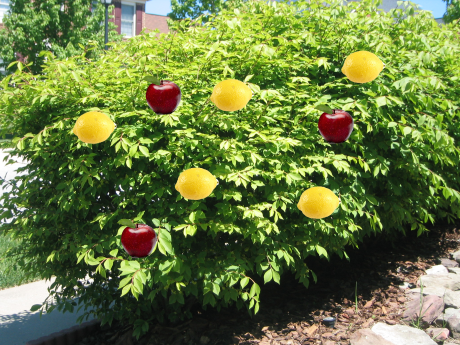 Apple Lemon Bush